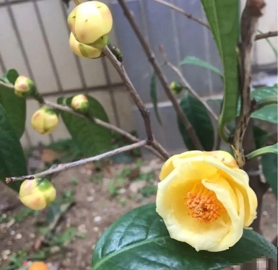 8种贵花，一盆好几百，有钱了一定要买一盆！