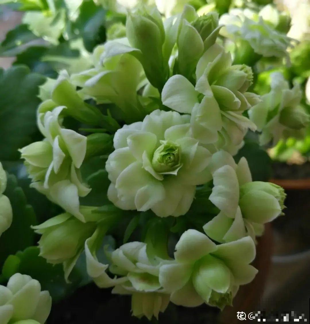 秋天不养长寿花,实在是太亏了,养10盆都不嫌多 秋天不养长寿花,实在是太亏了,养10盆都不嫌多