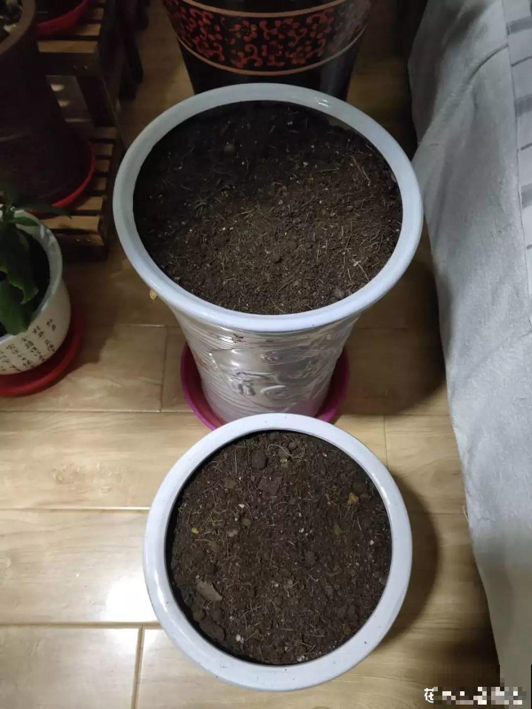 种球一直不开花，扔塑料袋里捂一捂，一周就发芽