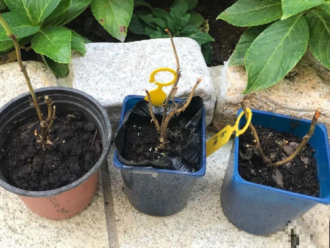 离家半个月，回来花全死了，别扔，还有救！