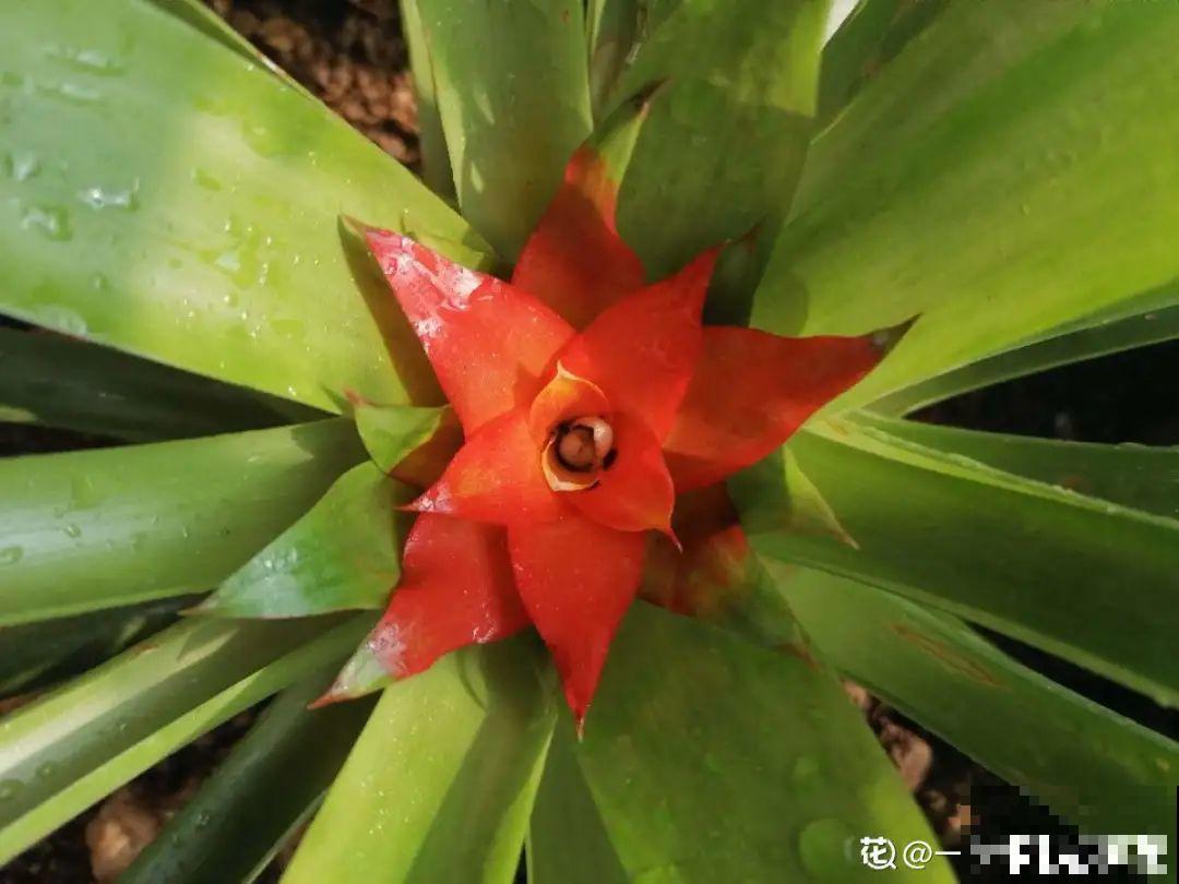 再穷也要养长寿花，寓意好、开花美，养人又养家！