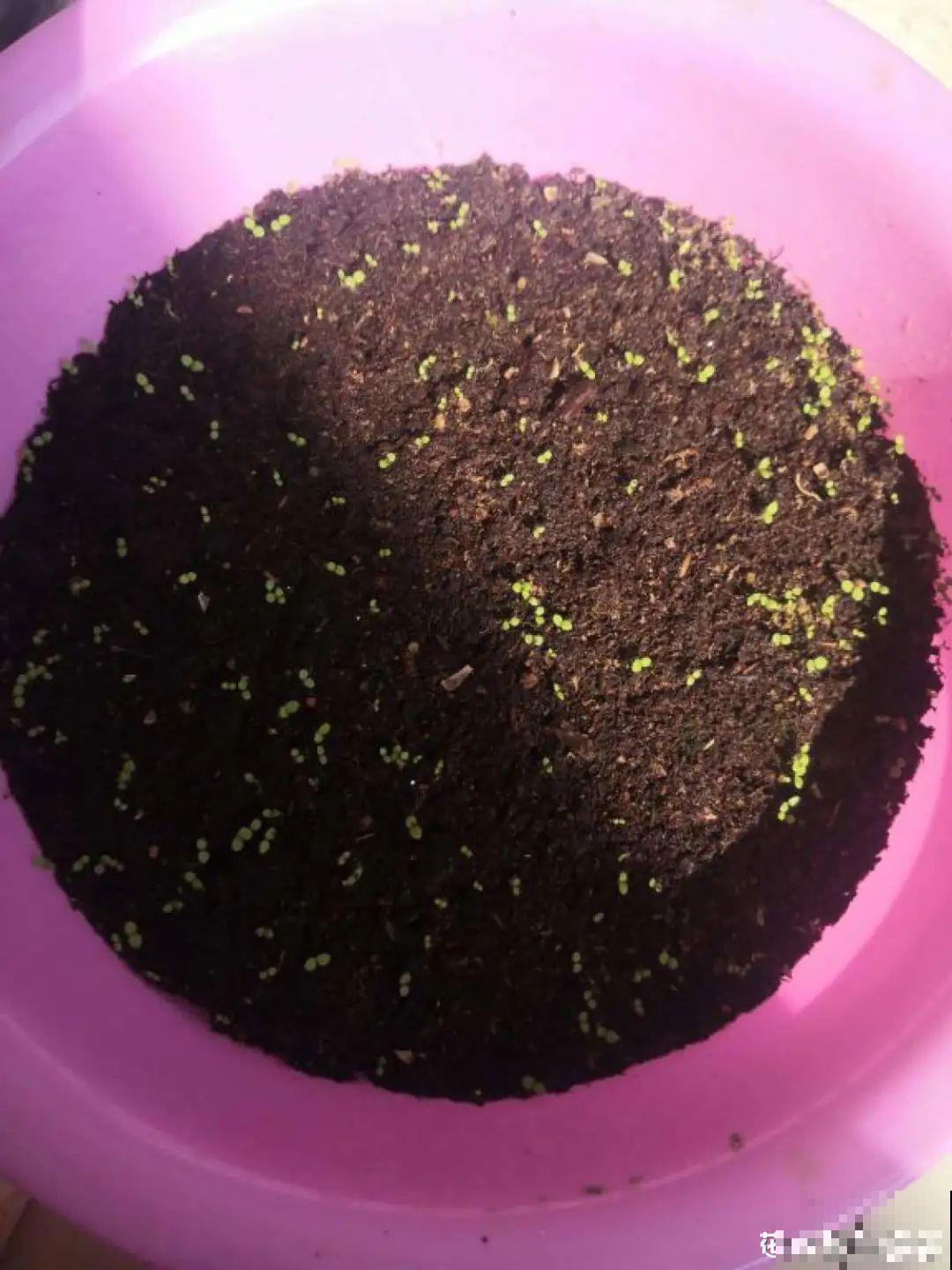 15种花，开完花就结种子，千万别丢掉