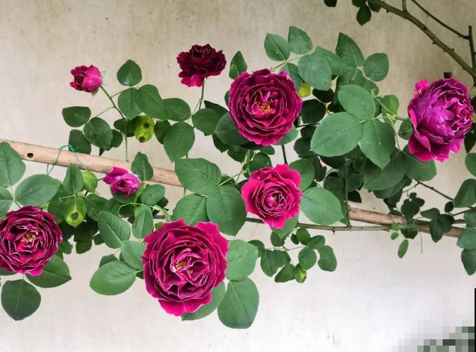 最适合院子种的花,皮实耐寒花期长,好养死不了! 最适合院子种的花,皮实耐寒花期长,好养死不了!