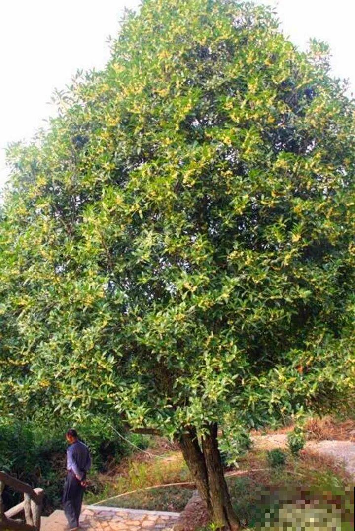 50年的桂花树,卖了5万块钱,大家觉得值吗? 50年的桂花树,卖了5万块钱,大家觉得值吗?