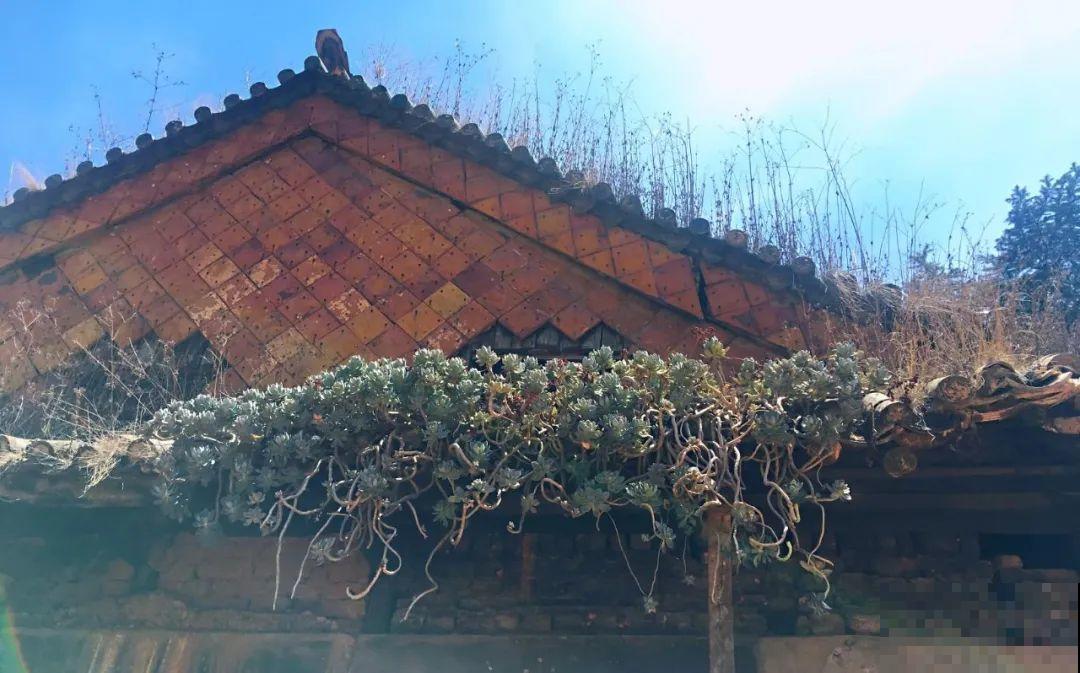 不死鸟太震撼了，长满整个屋顶，感觉都要压塌了