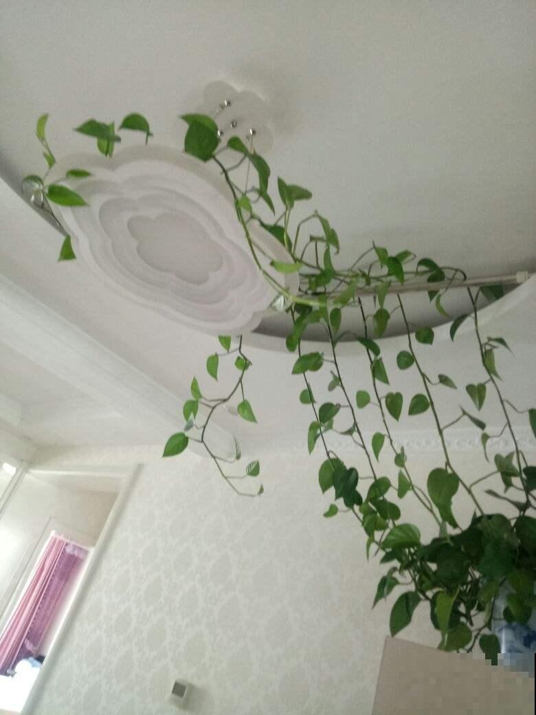 南北方养花有差别，要根据环境来养花，不能一概而论