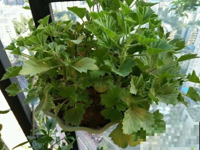 这花最娇气，叶子一喷水，立马就烂了！