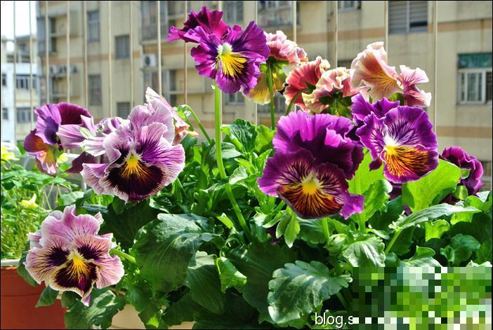 最适合院子种的花,皮实耐寒花期长,好养死不了! 最适合院子种的花,皮实耐寒花期长,好养死不了!