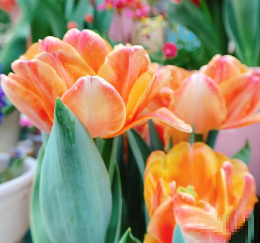 郁金香，大气又可爱，闻多了会“上头”！