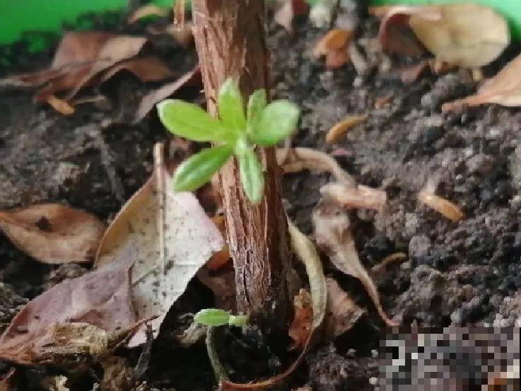 离家半个月，回来花全死了，别扔，还有救！