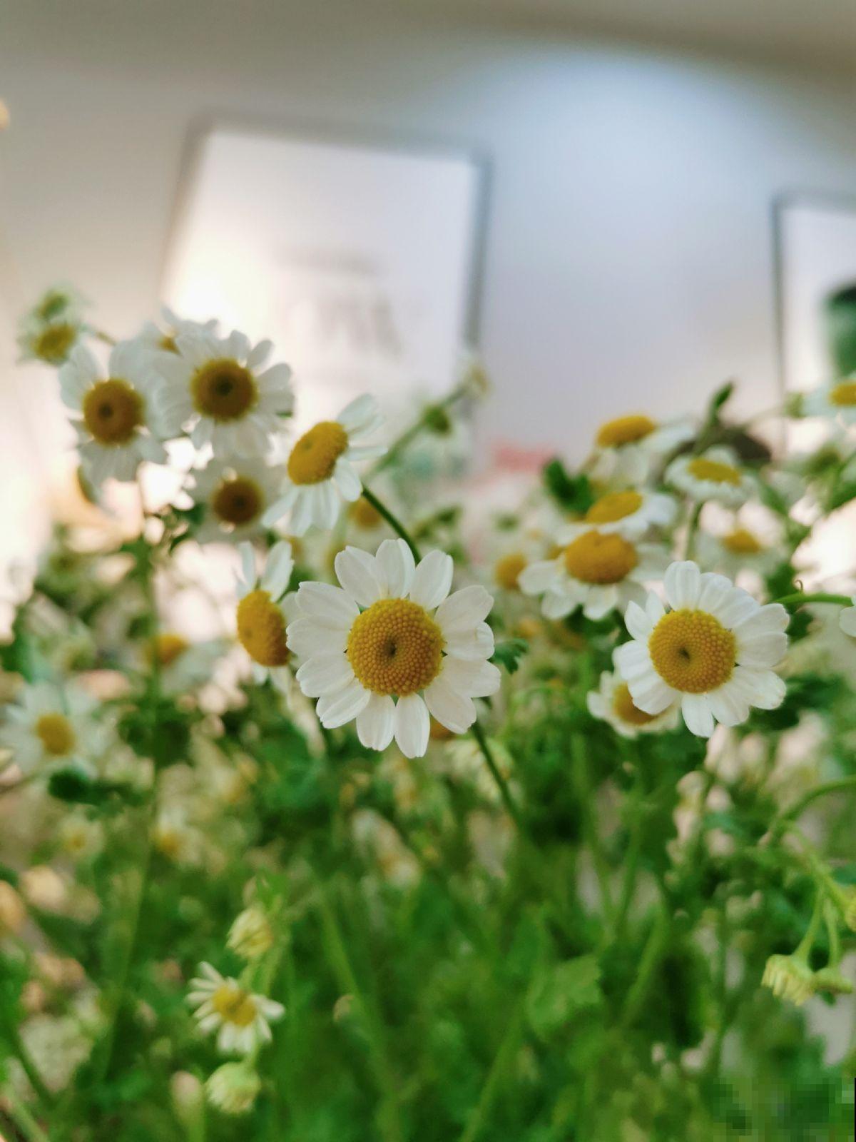 4种花晒干，塞到枕头里，夜夜安稳睡的香