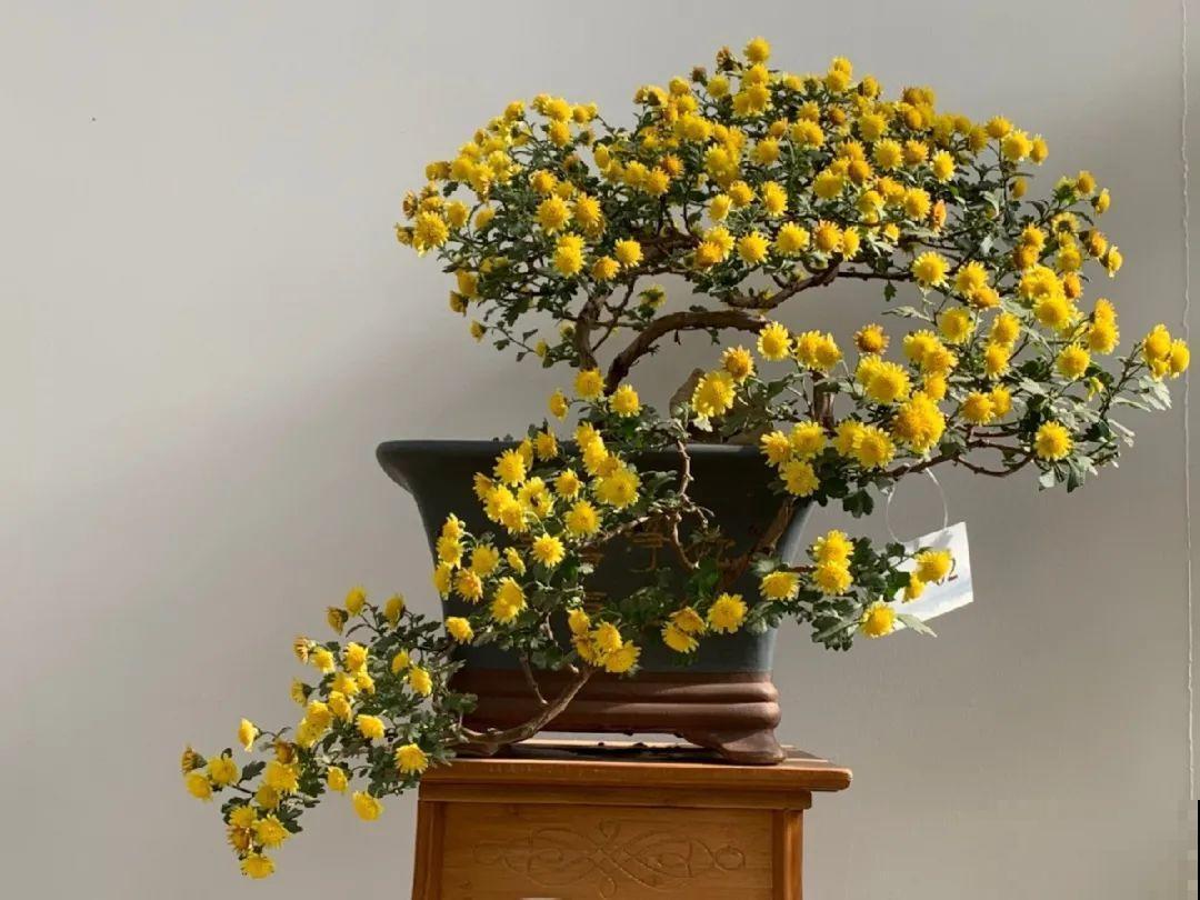 最大的长寿老桩,7年时间,养成盆景! 最大的长寿老桩,7年时间,养成盆景!