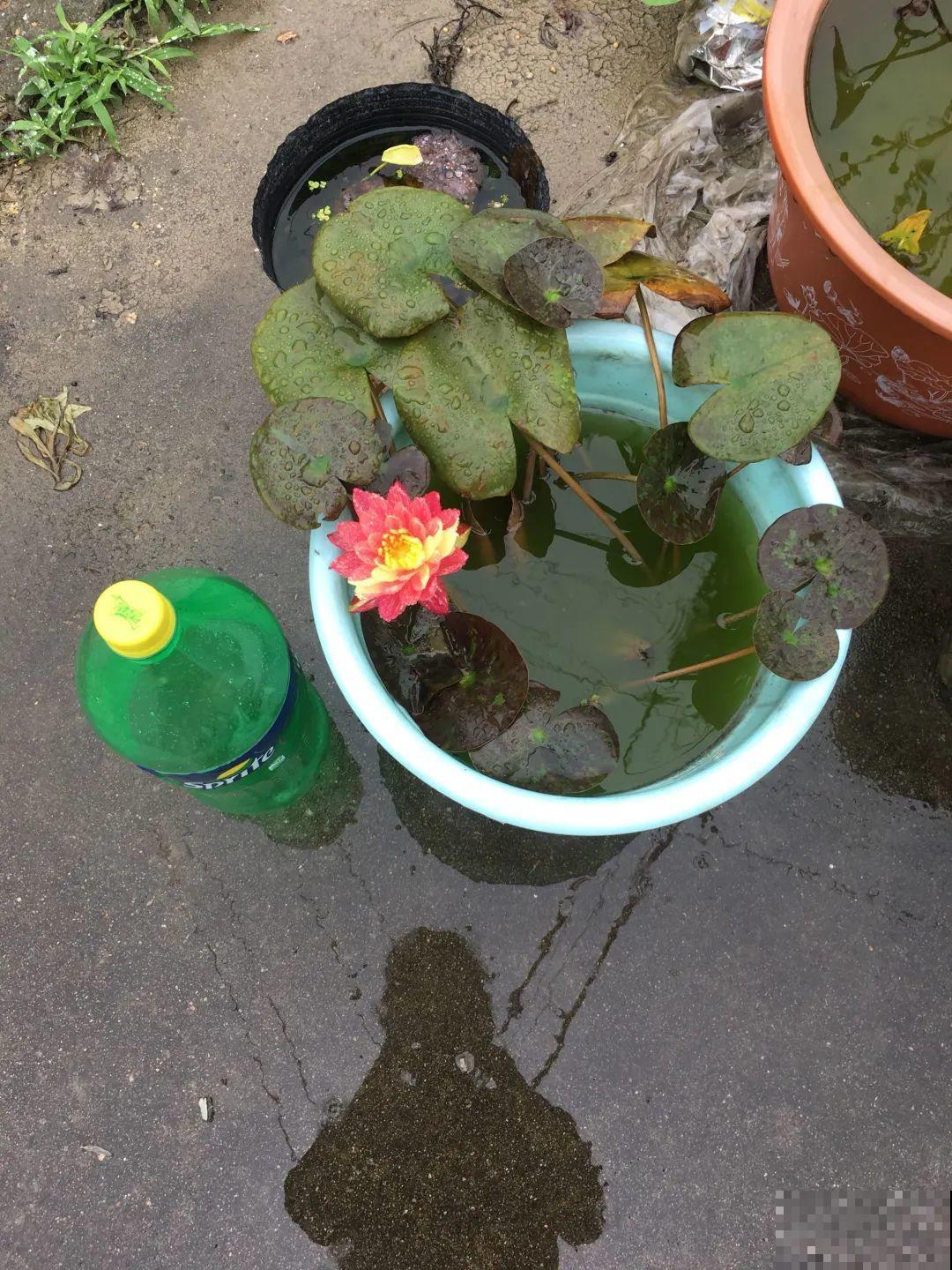 垃圾桶也能养花，扦插种菜样样行，省了不少买盆钱