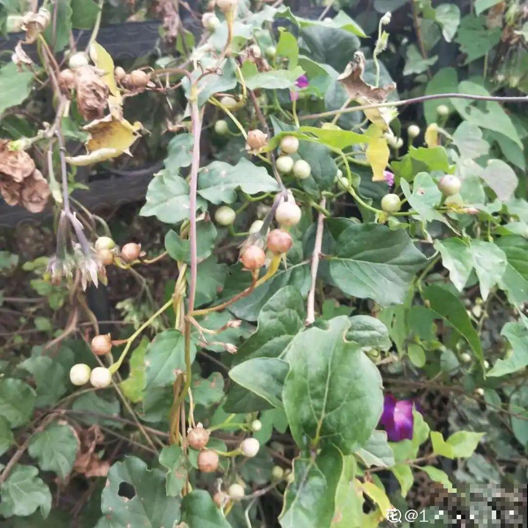 15种花，开完花就结种子，千万别丢掉