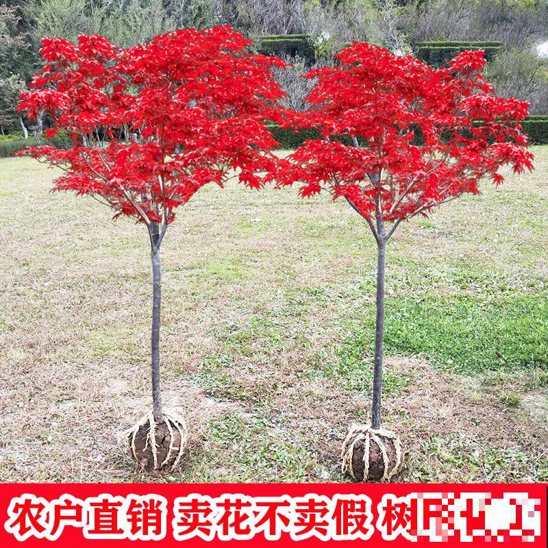 红舞姬红叶变绿，是养护不到位，从这4点找原因！