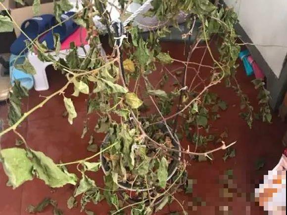 离家半个月，回来花全死了，别扔，还有救！