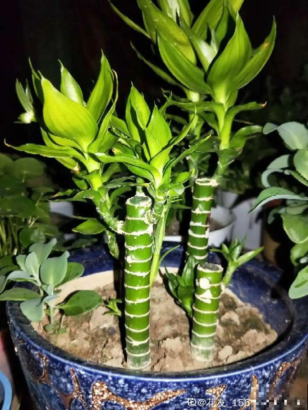朋友送的富贵竹，长了快3米高，家里快放不下了