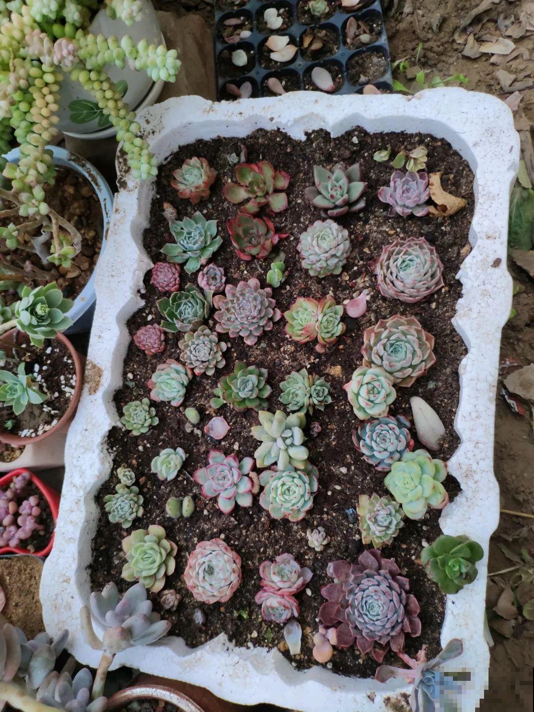 路过垃圾桶，捡走两个泡沫箱，回家扦插出了一大片花