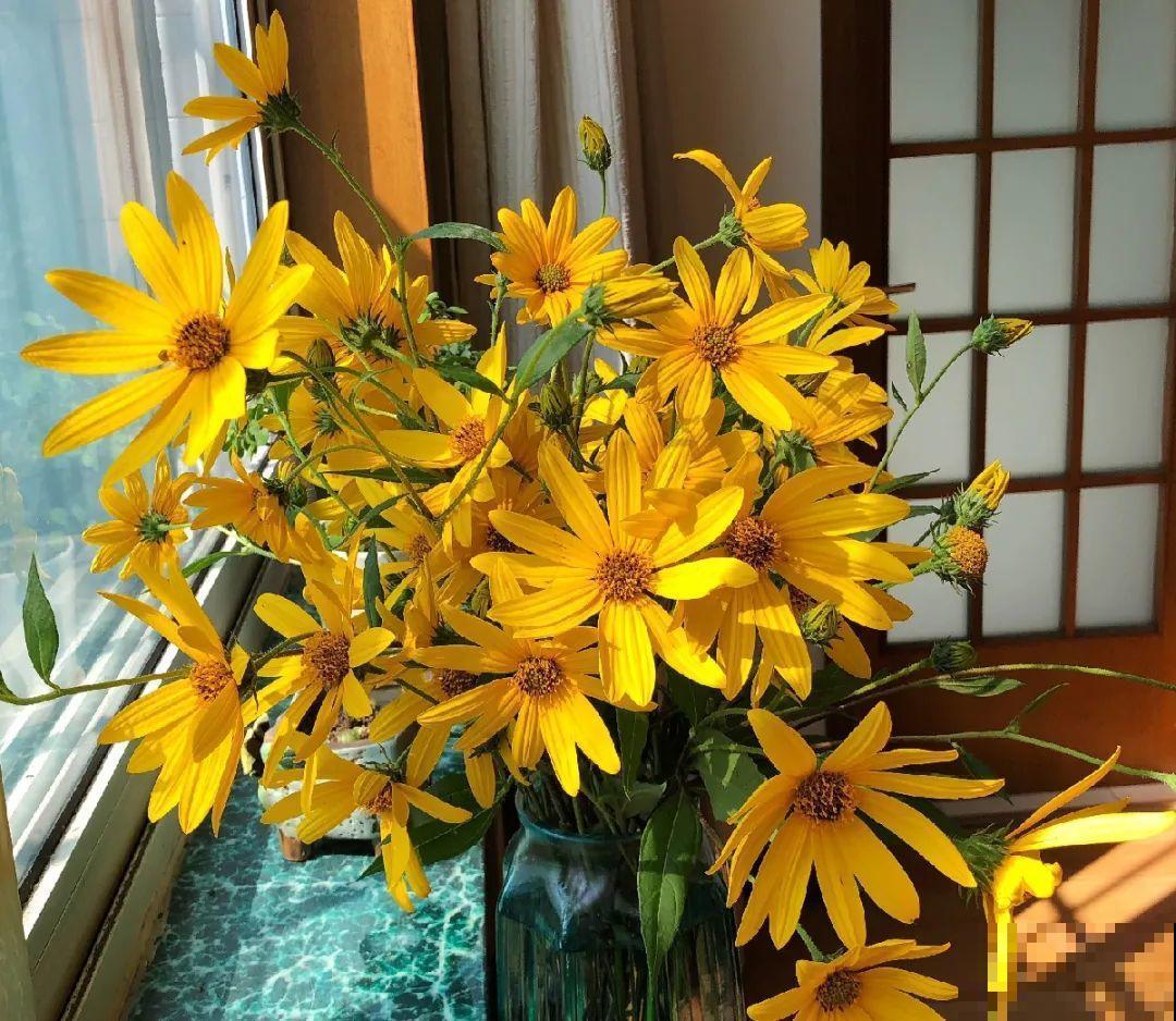 白菜在家养了8年,养成了老桩,长得可旺盛! 白菜在家养了8年,养成了老桩,长得可旺盛!