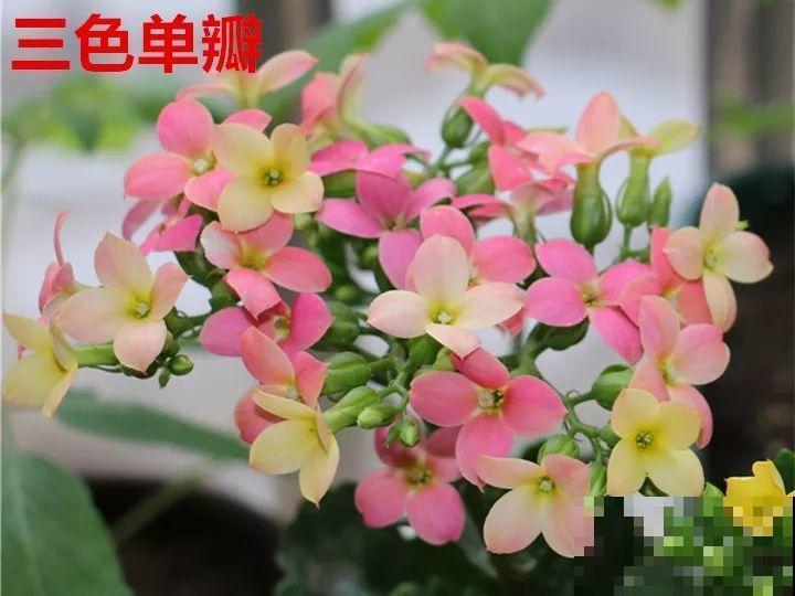 这种花品种多,花型好,养了你就爱上了! 这种花品种多,花型好,养了你就爱上了!