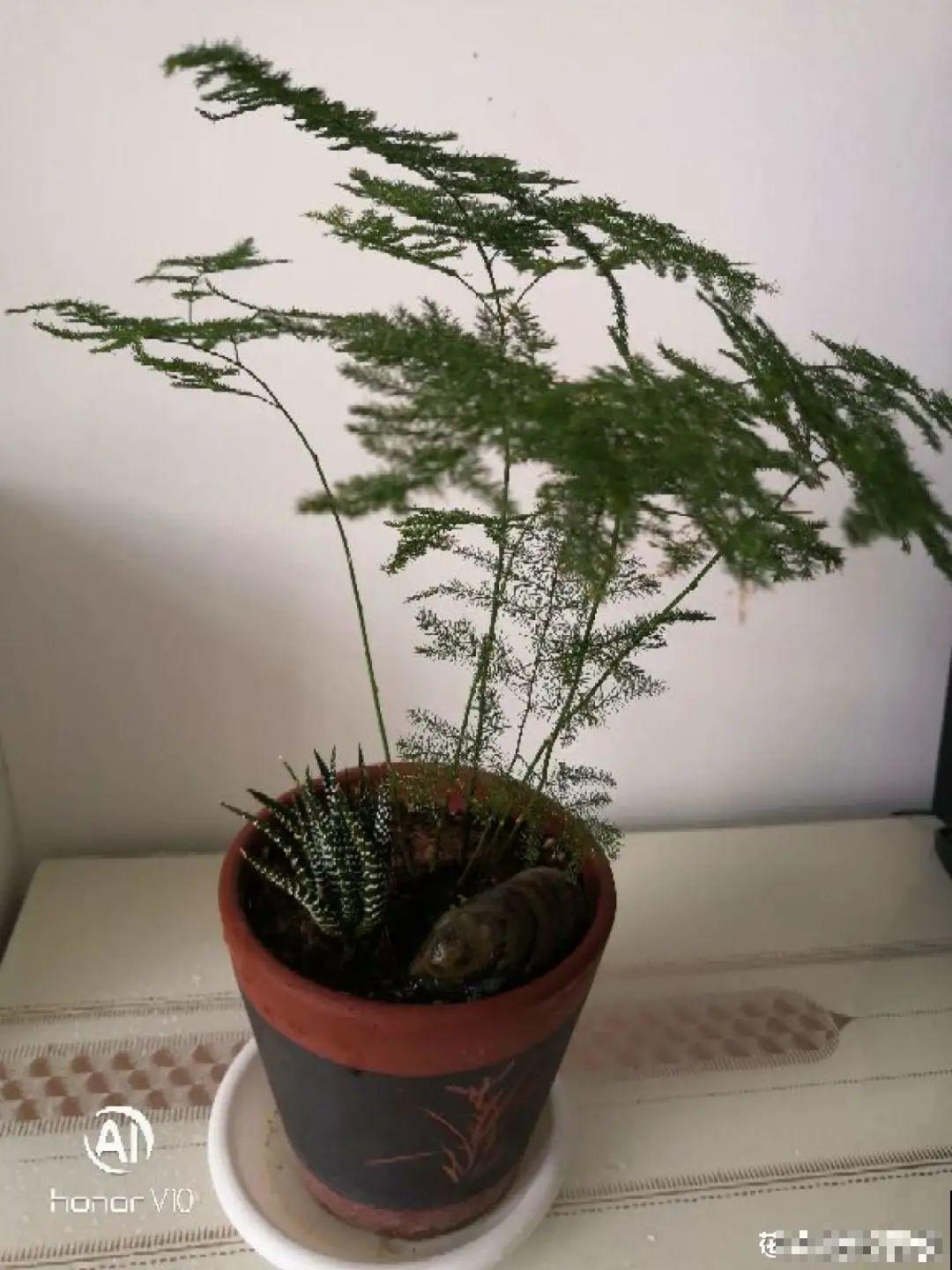 家里养盆它,变成绿色小森林,净化空气变氧吧! 家里养盆它,变成绿色小森林,净化空气变氧吧!