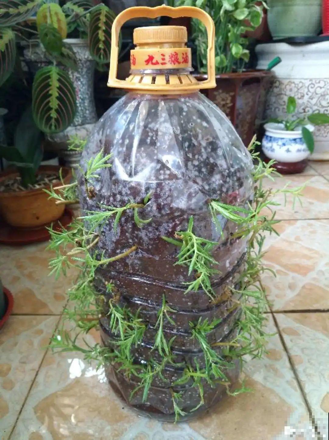 垃圾桶也能养花，扦插种菜样样行，省了不少买盆钱