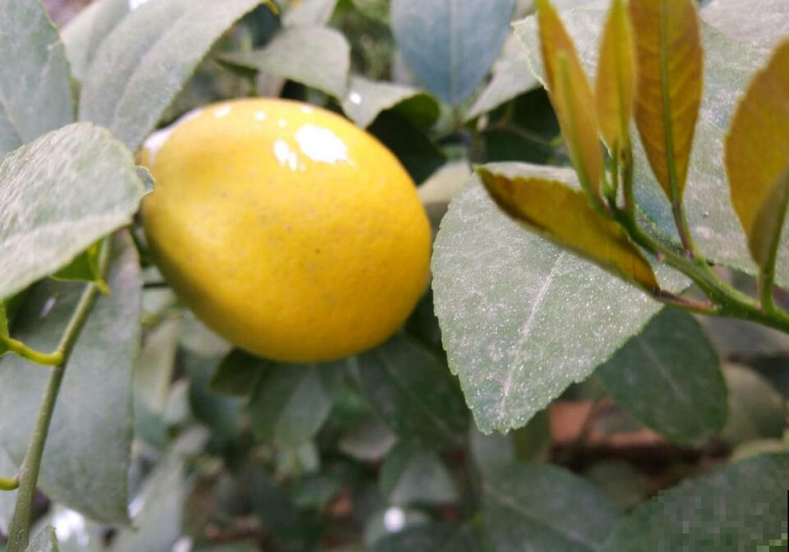 天冷要养生，这2种花茶没喝过，不算合格的“养生人”！