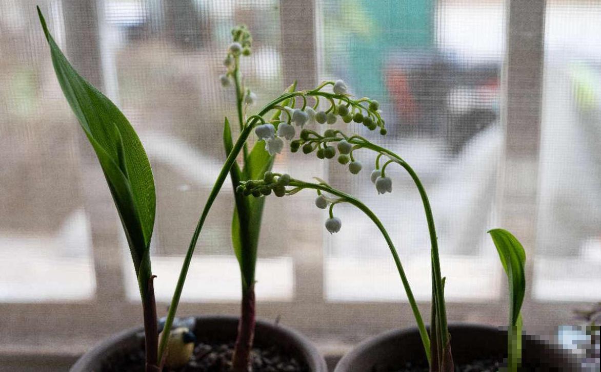 冬天家里种铃兰,抑菌效果好,感冒不怕“串窝子”! 冬天家里种铃兰,抑菌效果好,感冒不怕“串窝子”!