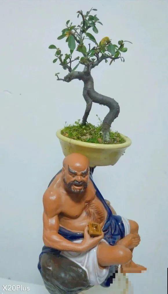 酒瓶子别丢掉,那可是种花神器,省了一笔买花钱 酒瓶子别丢掉,那可是种花神器,省了一笔买花钱