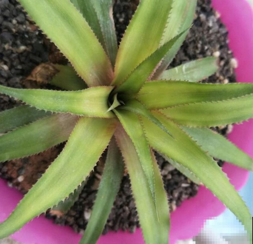 吃完的菠萝别扔，栽到土里还能活，养上几年能结果！