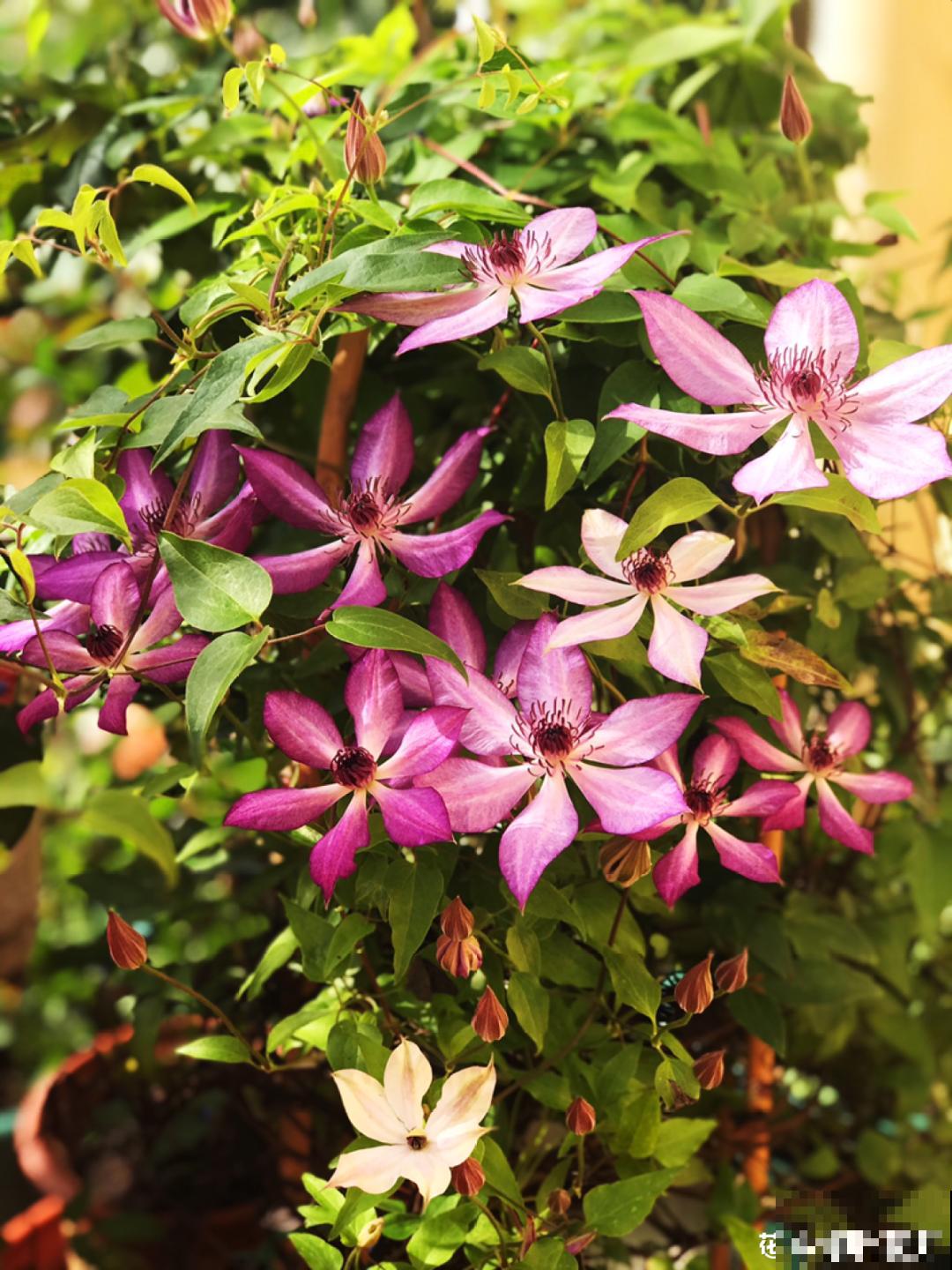 十一赏花图谱，看了啥花都认识，不用问别人！