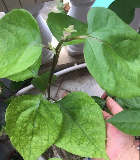 大螃蟹做花肥,秋天大补,花吃完就疯长了! 大螃蟹做花肥,秋天大补,花吃完就疯长了!