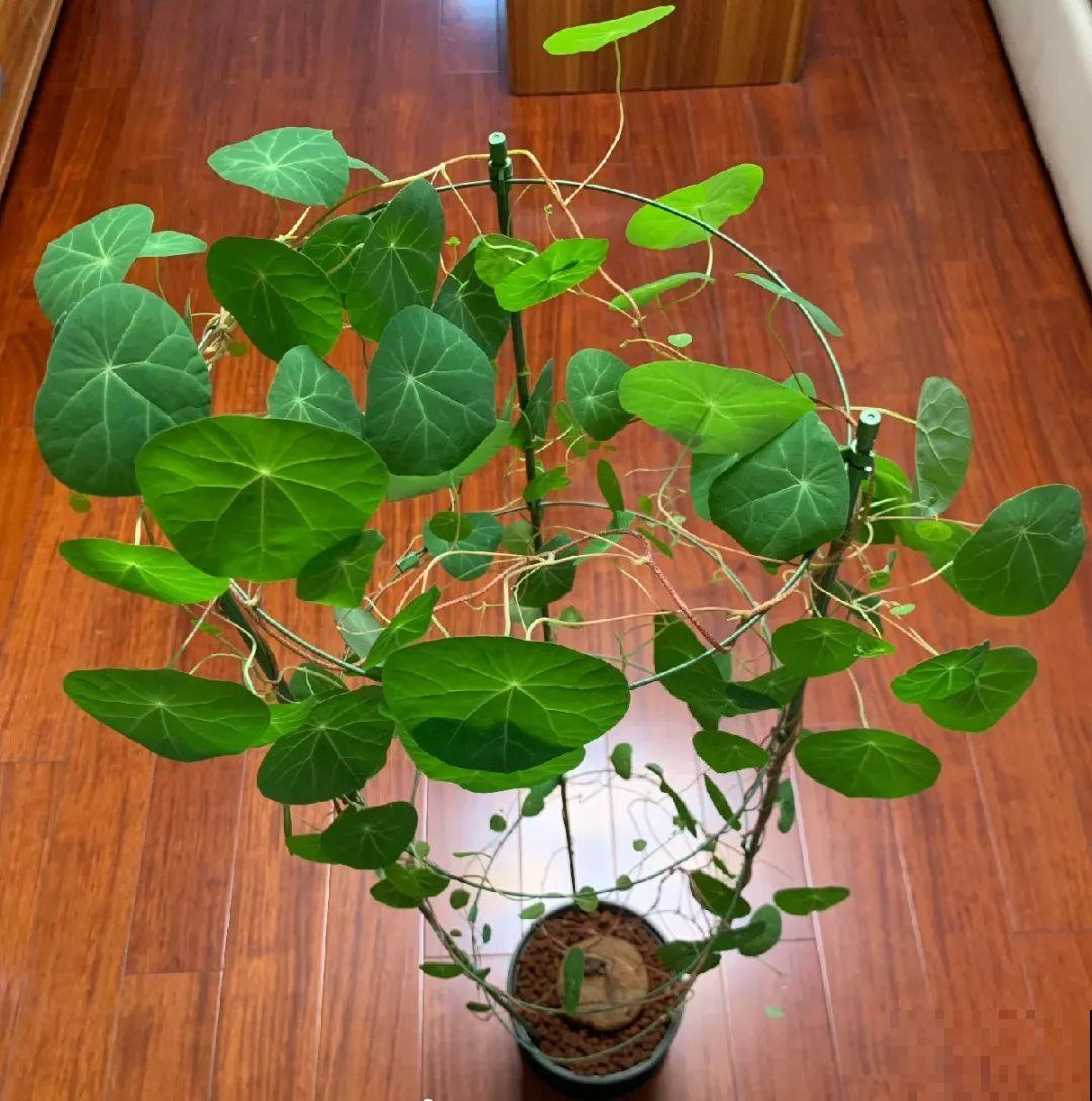 适合懒人养的花，勤快一点就养不好，懒养呼呼长