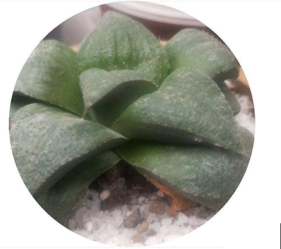 多肉卧牛,丑萌丑萌的,养起来超省心! 多肉卧牛,丑萌丑萌的,养起来超省心!