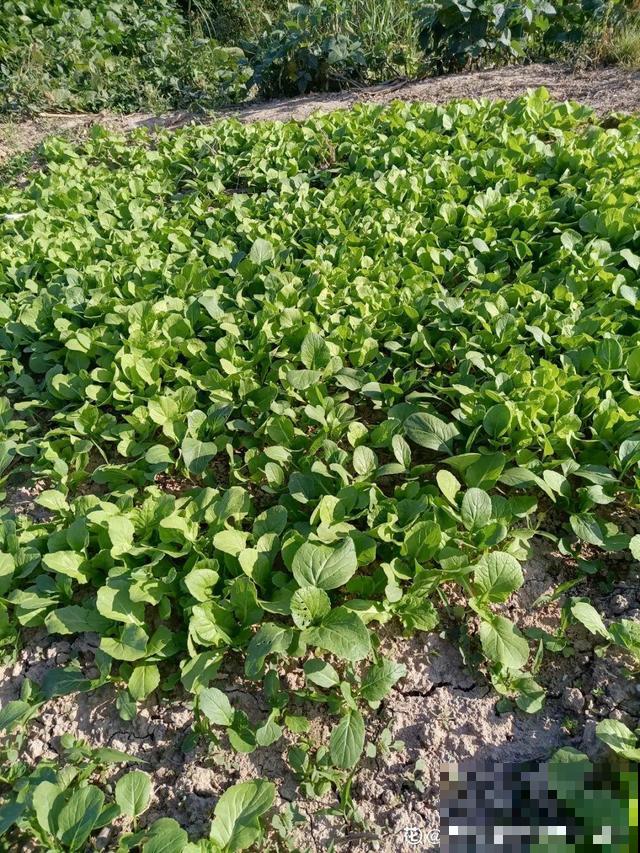 我想有个菜园子,秋天结满新鲜蔬菜,现在正收获! 我想有个菜园子,秋天结满新鲜蔬菜,现在正收获!