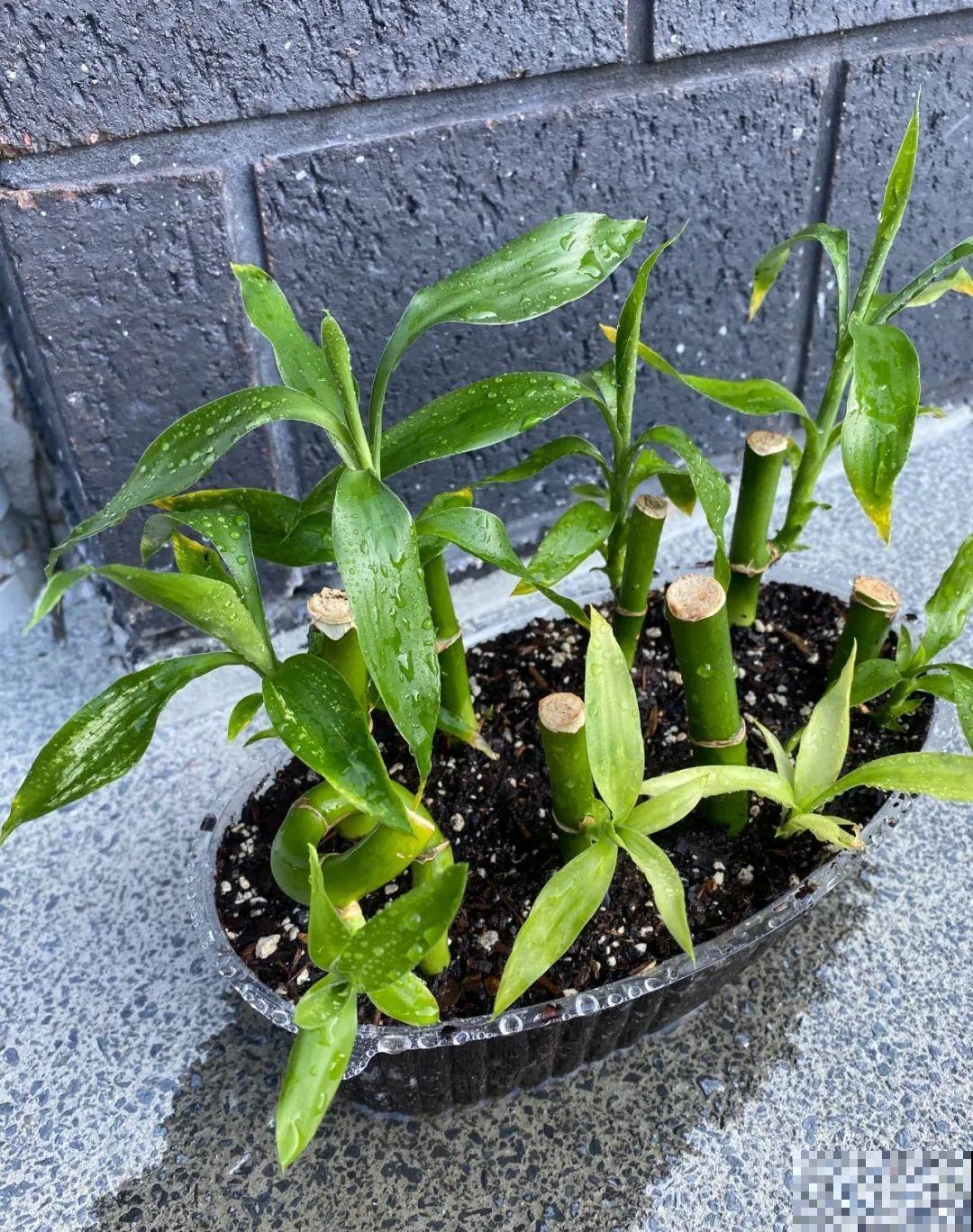 这花冬天要冻死,抓紧埋土里,还能活命! 这花冬天要冻死,抓紧埋土里,还能活命!