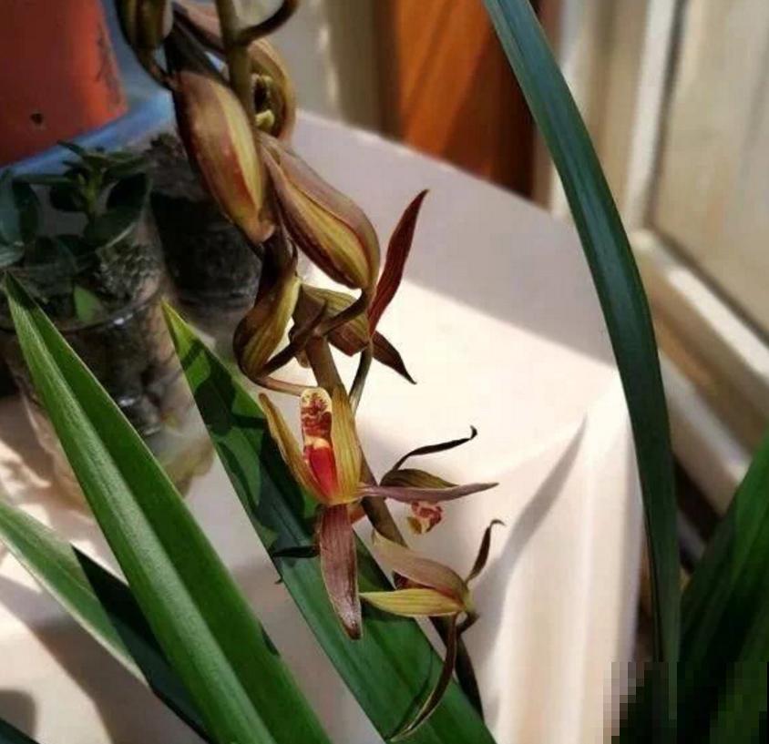 墨兰不好养,掌握5个小窍门,叶茂花繁! 墨兰不好养,掌握5个小窍门,叶茂花繁!