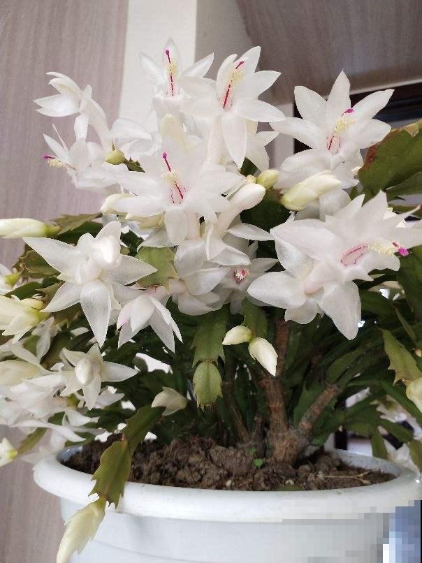 养蟹爪兰要注意摆放位置，摆错了不开花，还会黄叶掉花苞