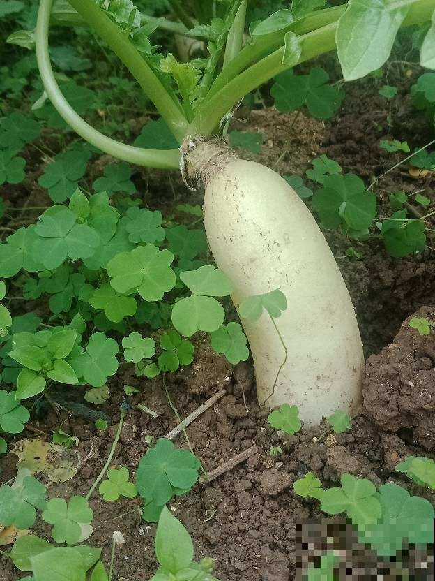 深秋天气干燥，多吃木耳滋阴润肺，常吃对身体好