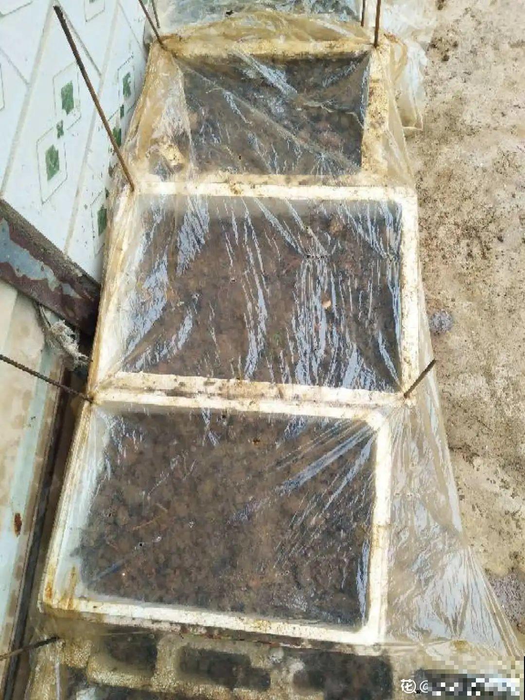 立冬了，给花裹上报纸，冬天再也冻不死！