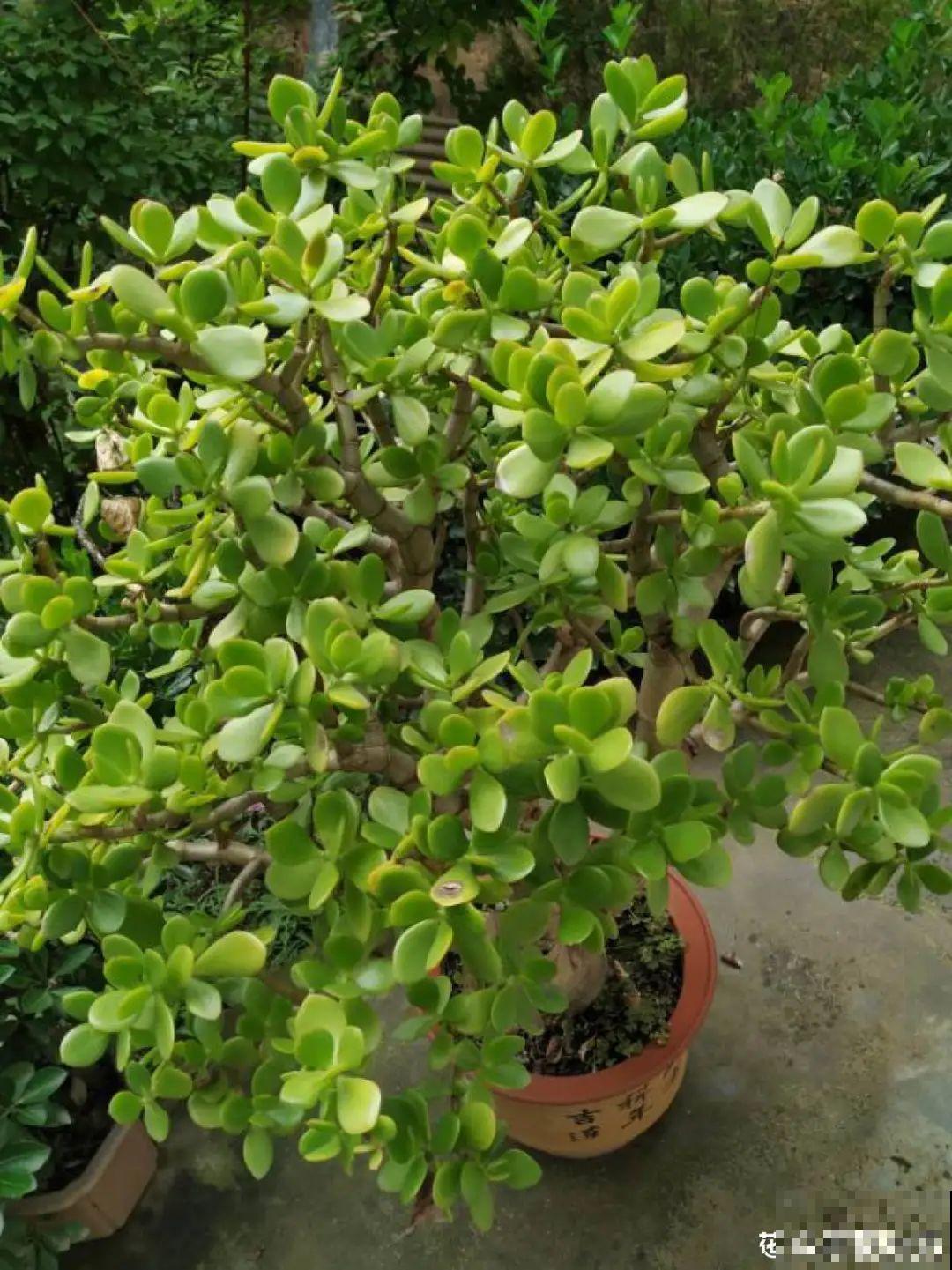 6种花特耐寒，断水两个月，也能正常生长