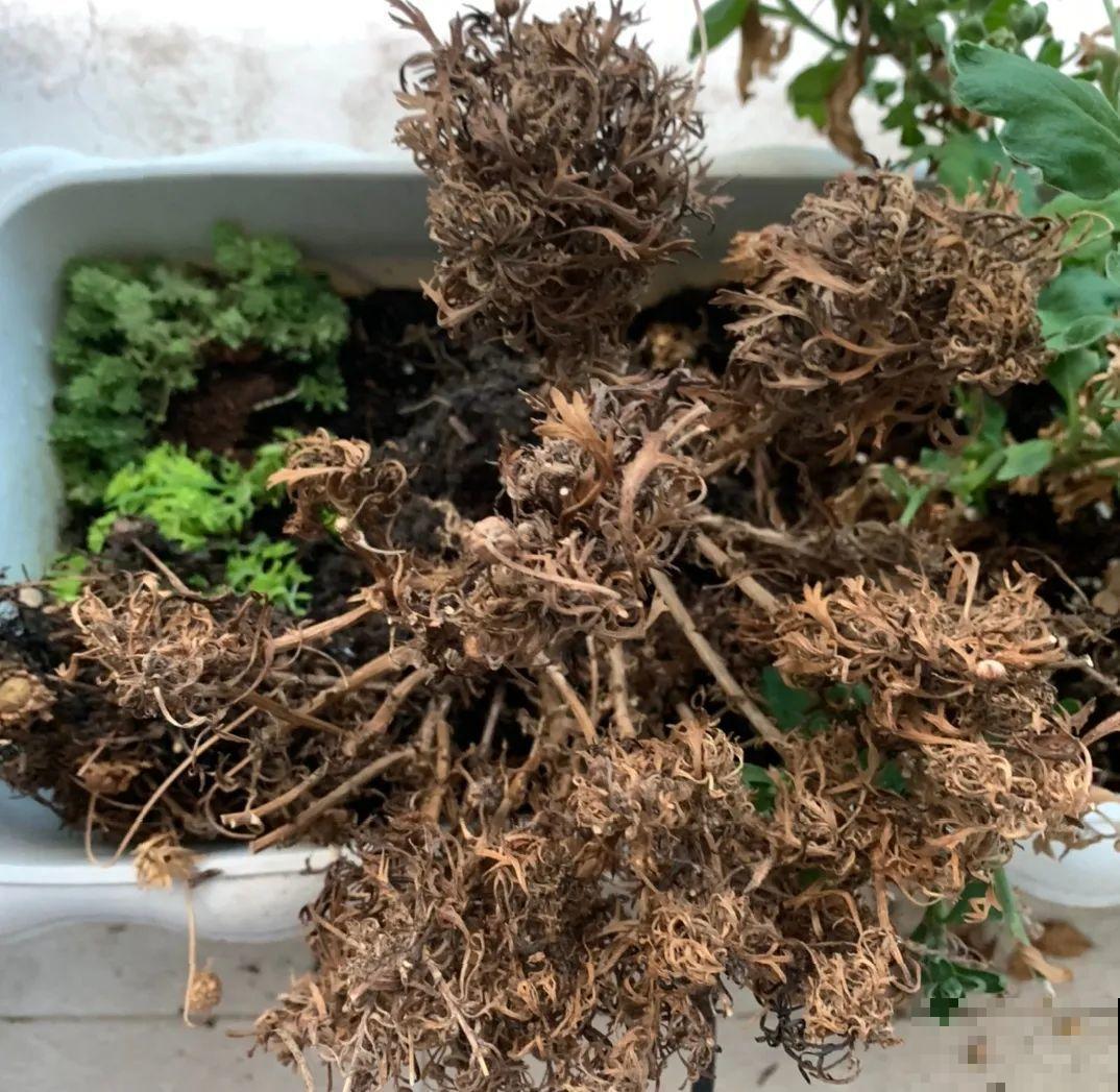 秋天特难养的花，养不活难受，还惹一肚子气！