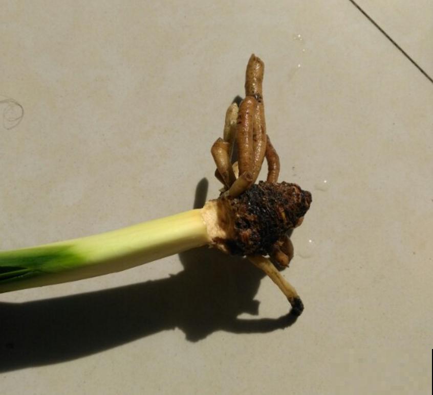 君子兰烂根不可怕，早判断，早防治，判断方法看这里！