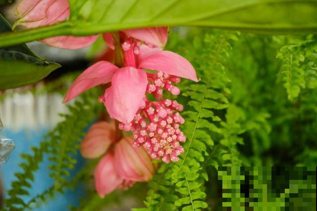 花中贵妇宝莲灯,娇气不好养,但是气质特高雅 花中贵妇宝莲灯,娇气不好养,但是气质特高雅