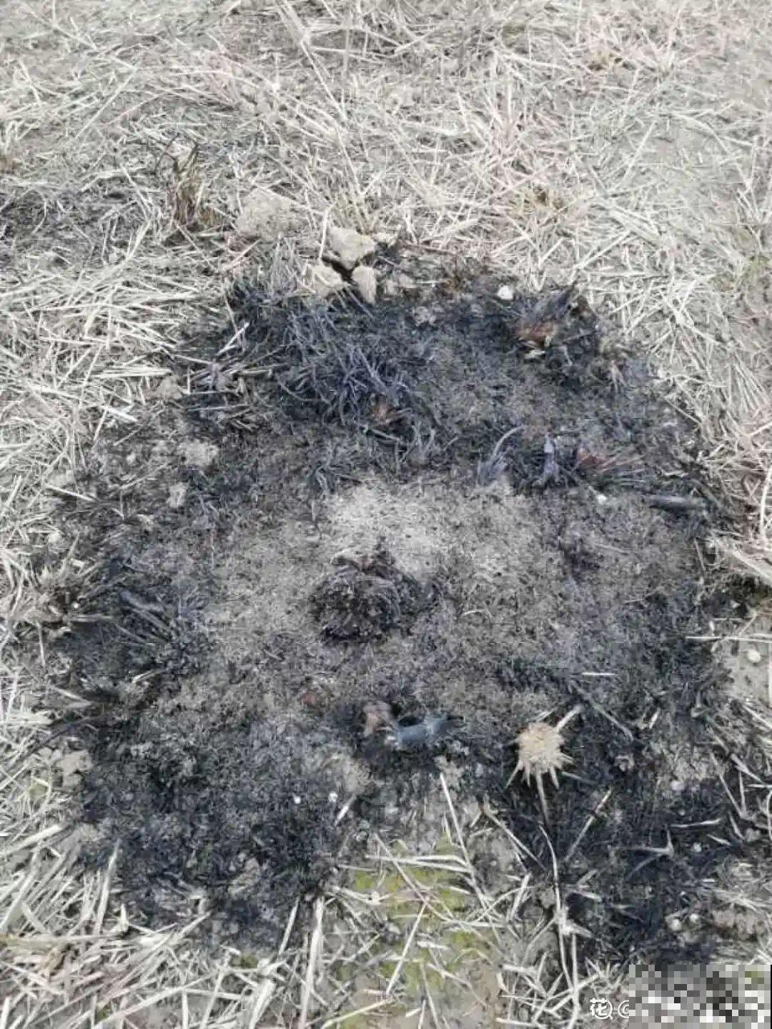 杀虫的好时机到了,虫卵一窝端,来年再也不生虫! 杀虫的好时机到了,虫卵一窝端,来年再也不生虫!