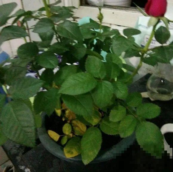 养花叶子突然发黄，赶紧救，还有希望！