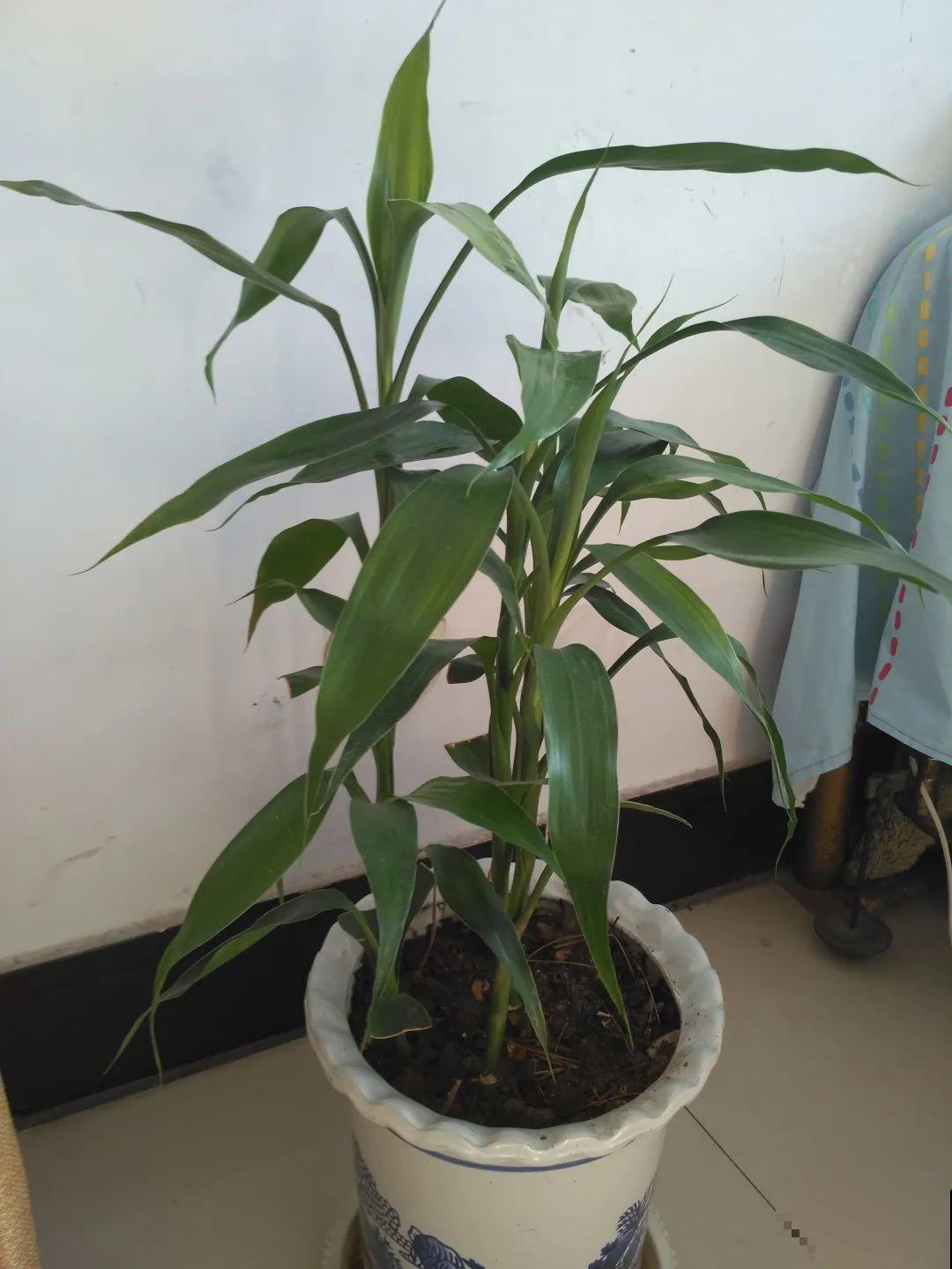 这花10块钱买一大把，丢水里冒出萝卜根，太好养！