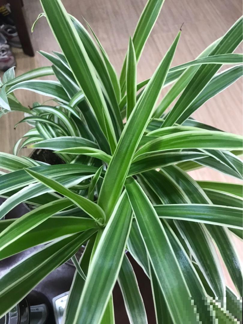 适合秋冬养的“懒人花”，太勤快养不好，越懒养得越好