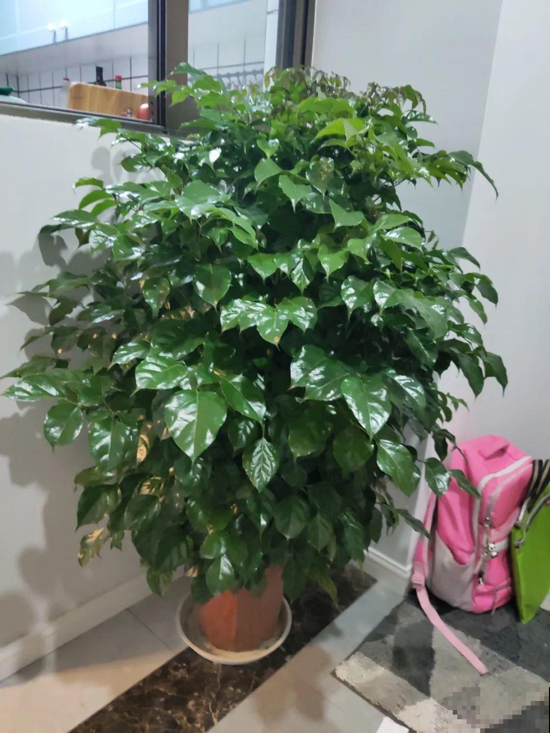这些花快搬进室内，再不搬就晚啦！死翘翘！