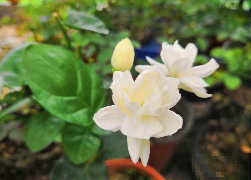 这5种花不抗冻，趁早搬进室内，暖暖活活过秋冬！